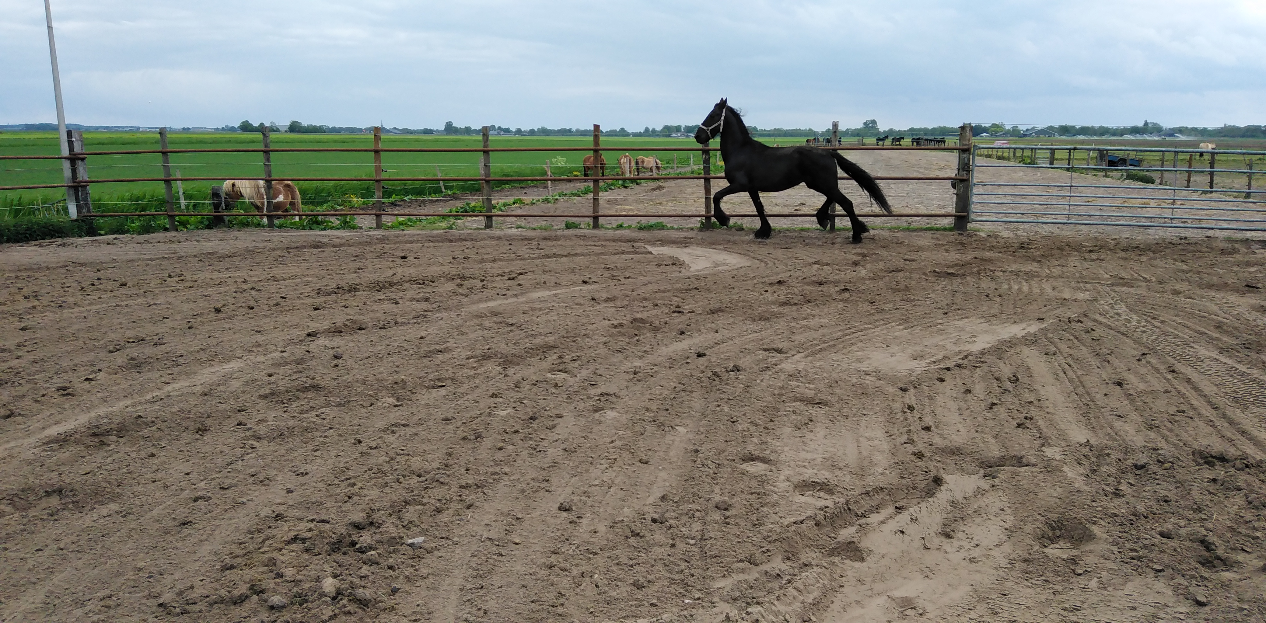 zeer apart bewegende friese hengst vol papier - Afbeelding 5