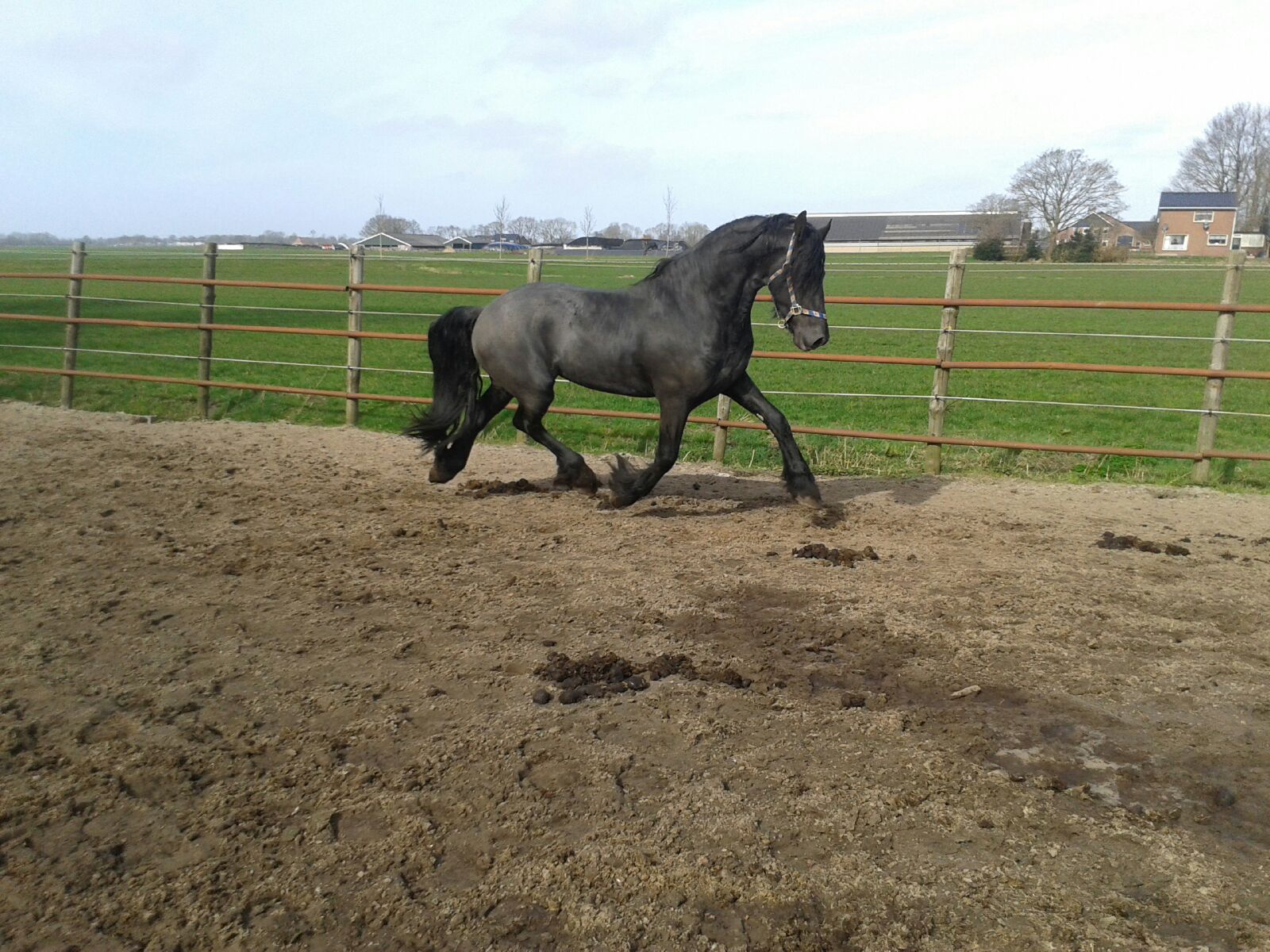 ter dekking 2 super mooie friese hengsten - Afbeelding 4
