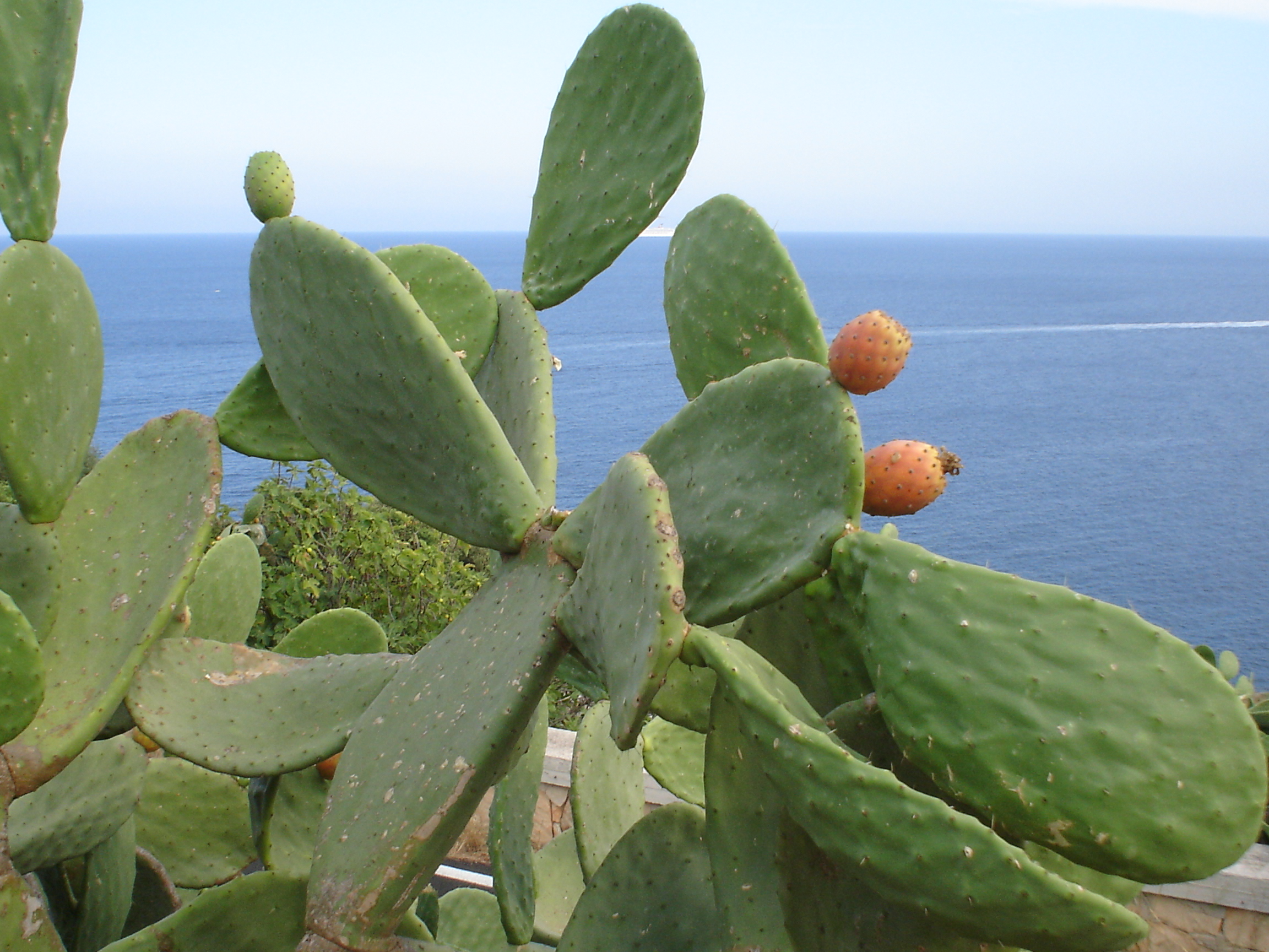 Z-Italie, Puglia, de streek Salento, appartement dicht bij de kust - nr. 1