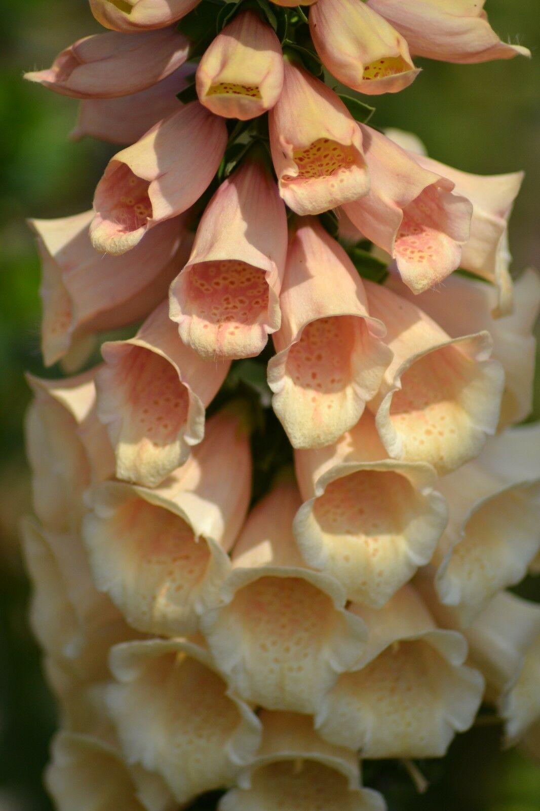 Plantjes van een hele mooie digitalis( vingerhoedskruid) - nr. 1