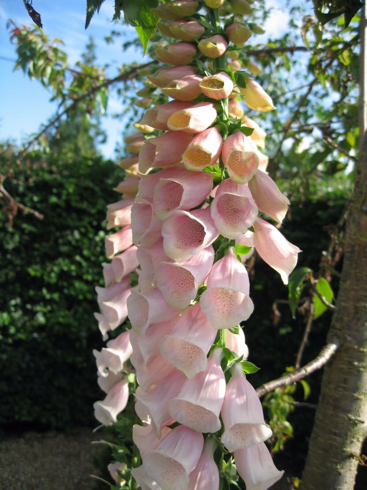 Plantjes van een hele mooie digitalis( vingerhoedskruid) - Afbeelding 2