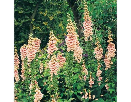 Plantjes van een hele mooie digitalis( vingerhoedskruid) - Afbeelding 3