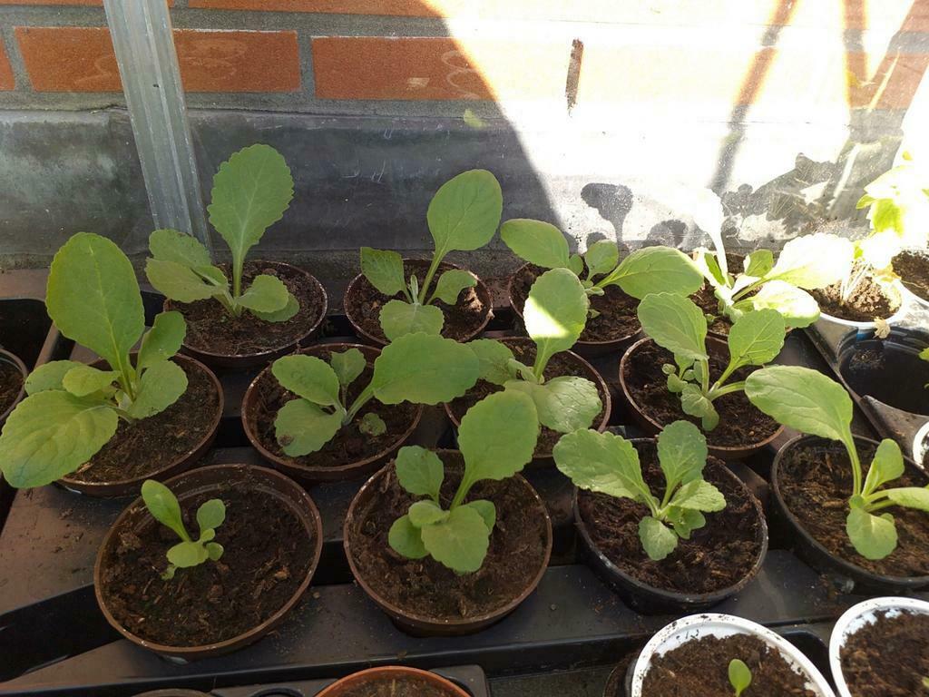 Plantjes van een hele mooie digitalis( vingerhoedskruid) - Afbeelding 4