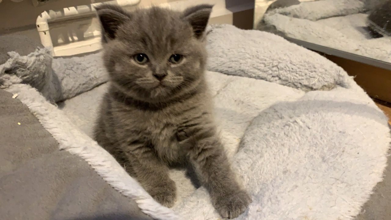 prachtige Britse korthaar kittens nu klaar om te gaan - nr. 1