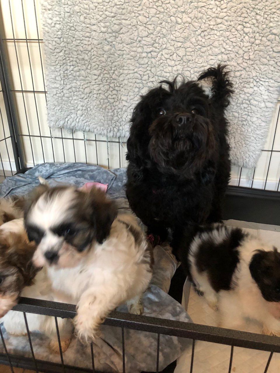 Shih Tzu-puppy's