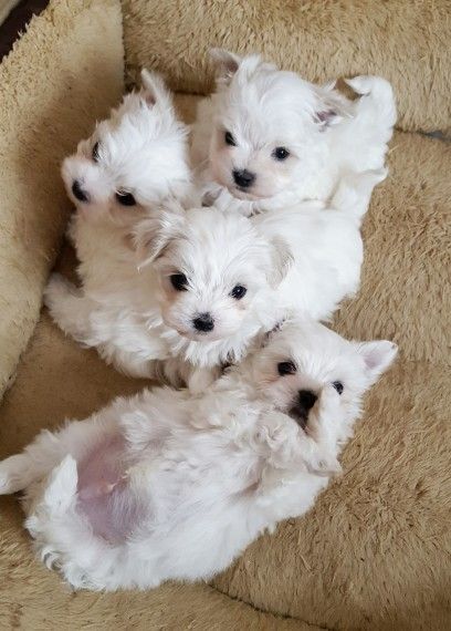 Topklasse Maltese puppy's beschikbaar