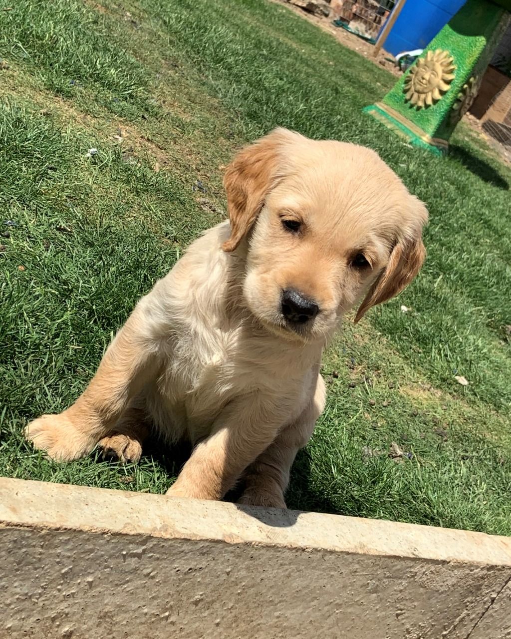 Geregistreerde Golden Retriever-puppy's