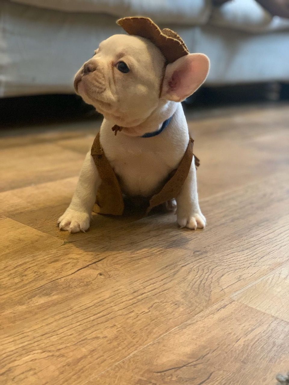 Prachtige Franse Bulldog-puppy's