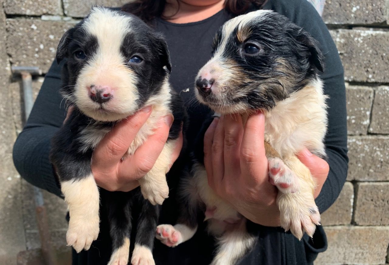 Schattige Border Collie-pups voor verkoop