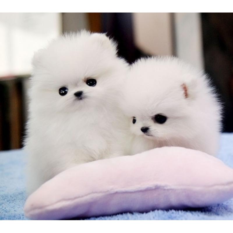 2 Pomeriaan / dwergkees pups