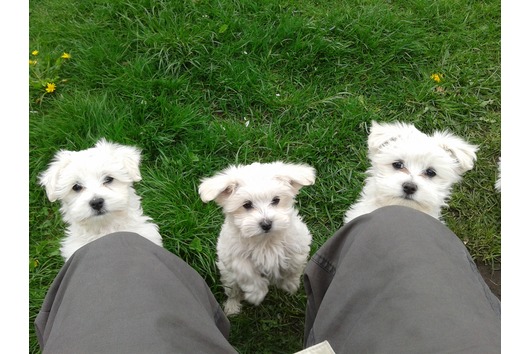 mini maltezer pups