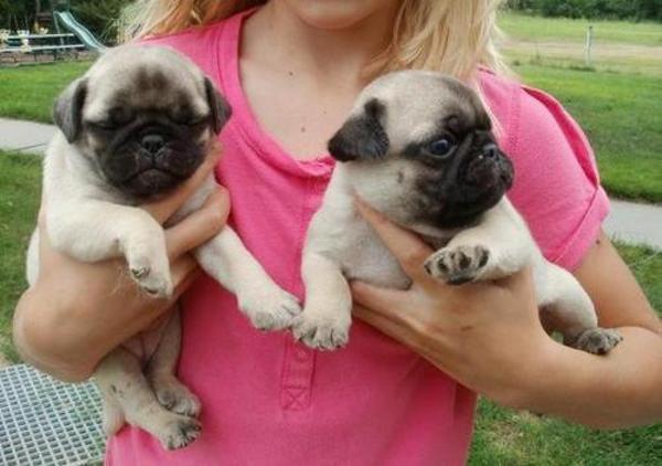 Mooie Mops Puppies