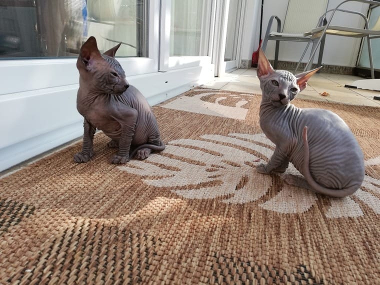 Super knappe prachtige Sphynx-kittens!! beschikbaar