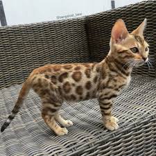 Fantastisch mooie Bengaalse kittens.