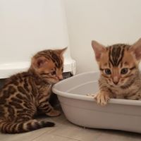 Super speelse Bengaalse kittens