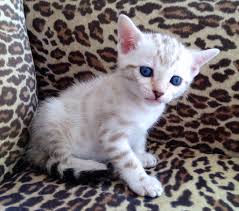 Bengaalse kat voor adoptie
