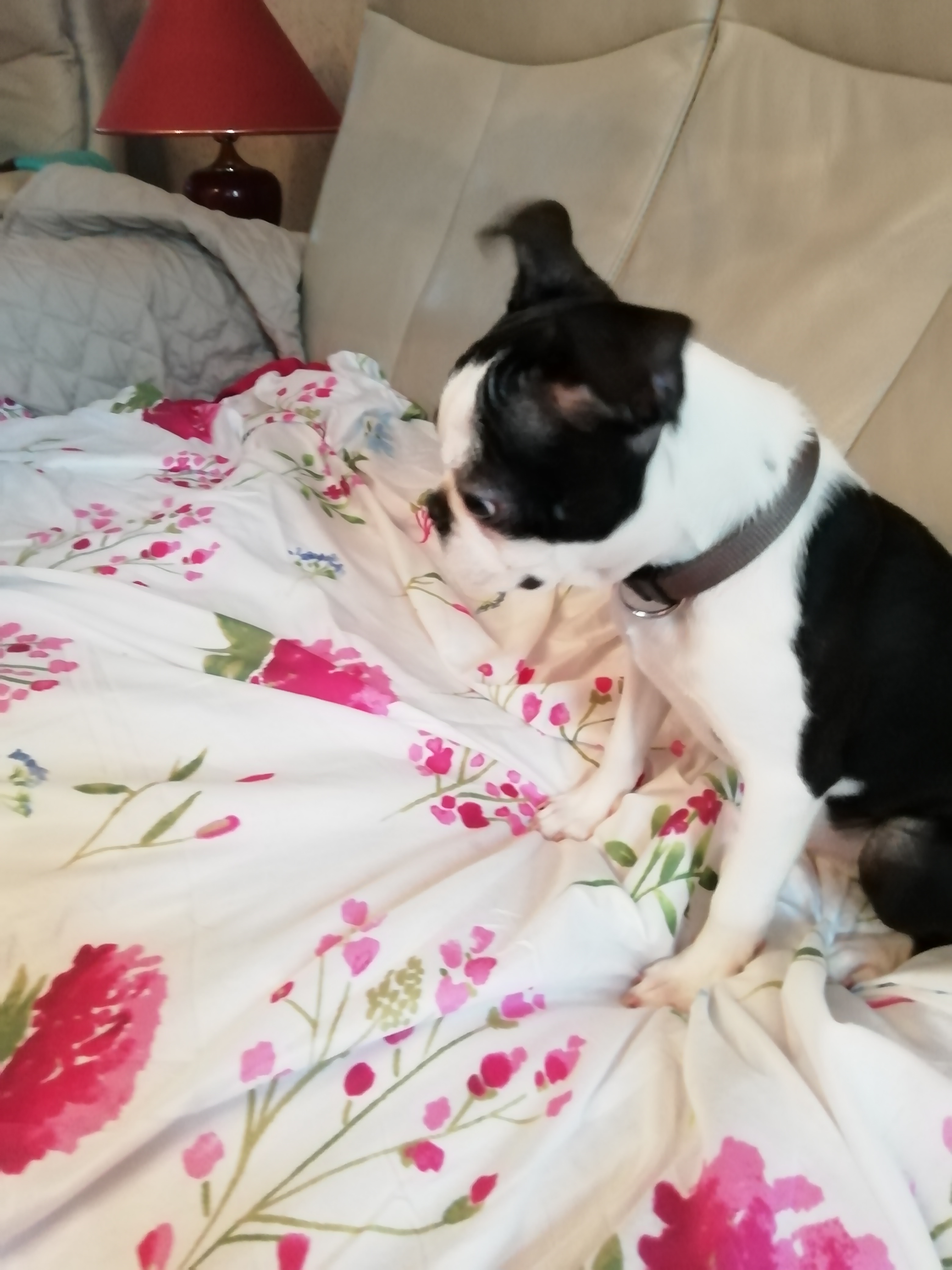 PUPS GRATIS OF 300€ IS OPLICHTERIJ!!!!!!!!!!!