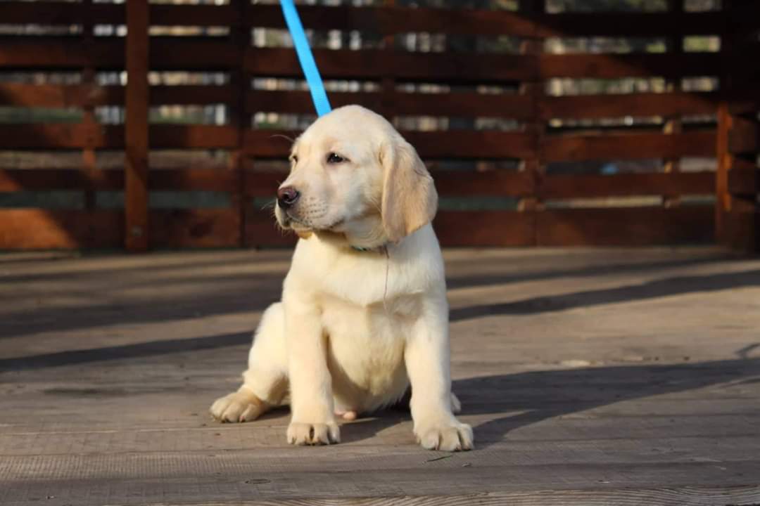 LABRADOR PUPPIES KLAAR VOOR NIEUW HUIS - nr. 1
