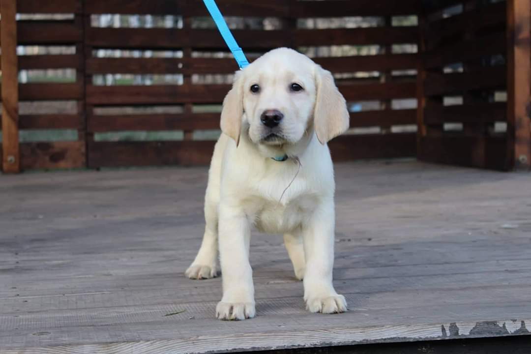 LABRADOR PUPPIES KLAAR VOOR NIEUW HUIS - Afbeelding 2
