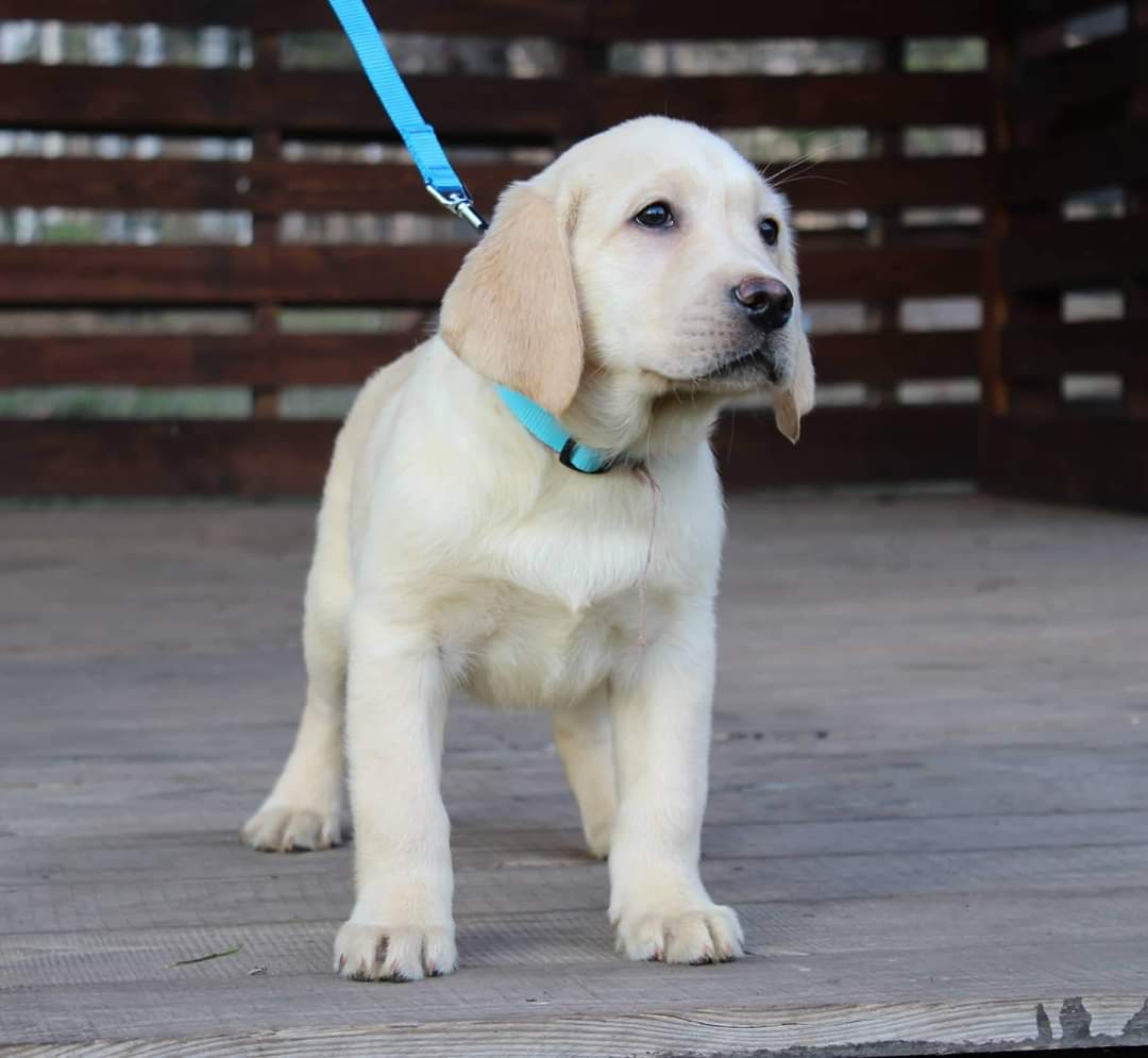 LABRADOR PUPPIES KLAAR VOOR NIEUW HUIS - Afbeelding 3