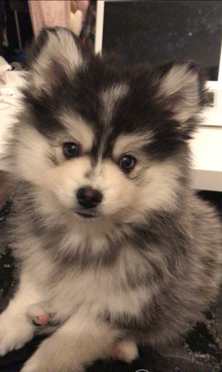 Pomsky F1 pups verwacht (mini husky) - Afbeelding 2