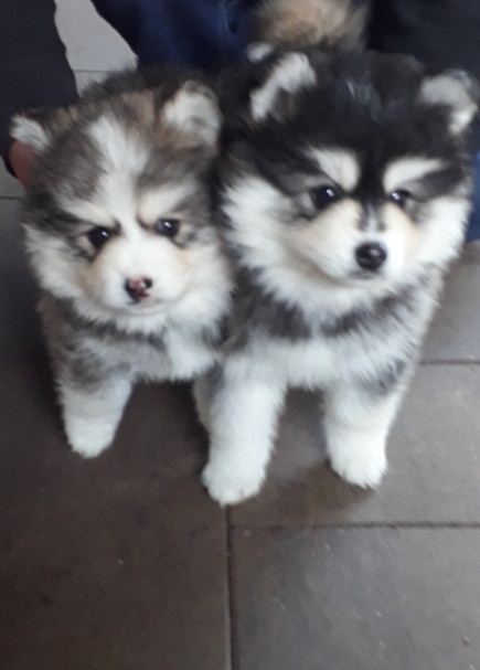 Pomsky F1 pups verwacht (mini husky) - nr. 1