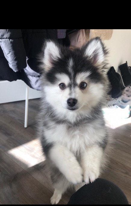 Pomsky F1 pups verwacht (mini husky) - Afbeelding 2