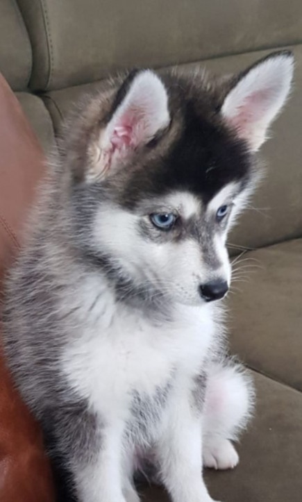 Pomsky F1 pups verwacht (mini husky) - Afbeelding 3
