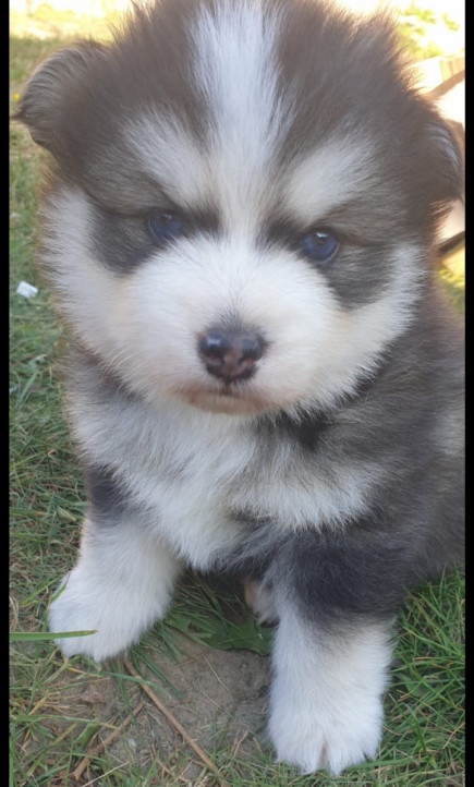 Pomsky F1 pups verwacht (mini husky) - Afbeelding 2