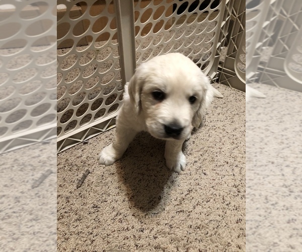 Kwaliteit Golden Retriever-puppy's - nr. 1