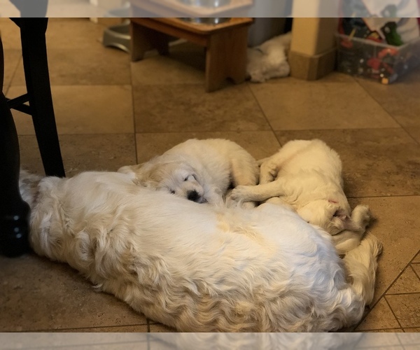 Kwaliteit Golden Retriever-puppy's - Afbeelding 2