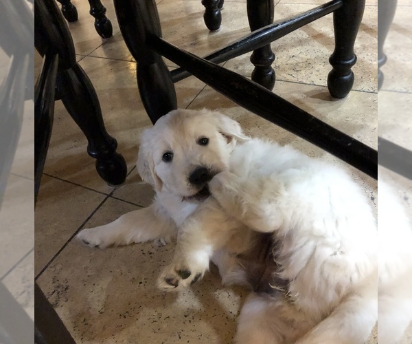 Kwaliteit Golden Retriever-puppy's - Afbeelding 3