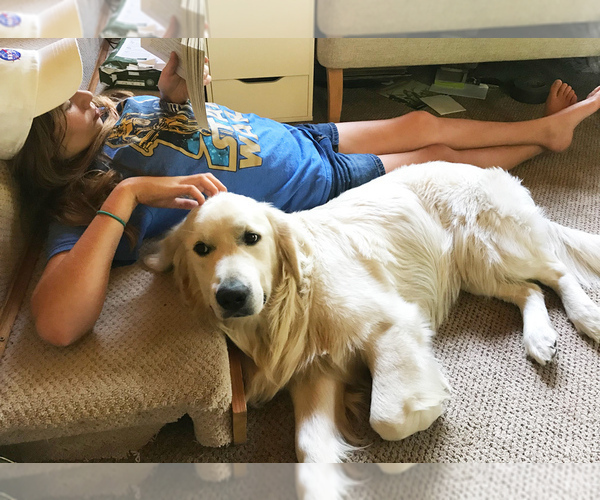Kwaliteit Golden Retriever-puppy's - Afbeelding 3