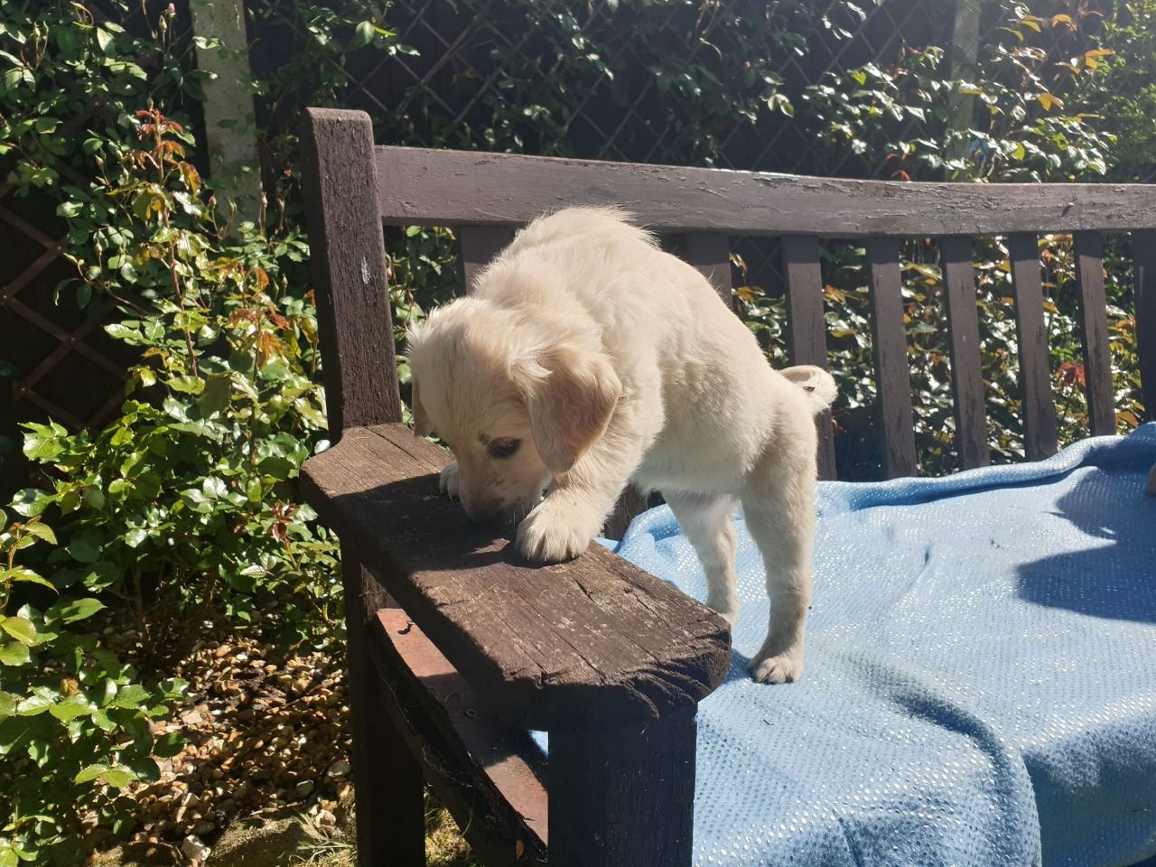 Kwaliteit Golden Retriever-puppy's - nr. 1