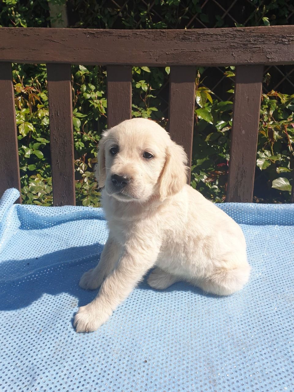Kwaliteit Golden Retriever-puppy's - Afbeelding 2