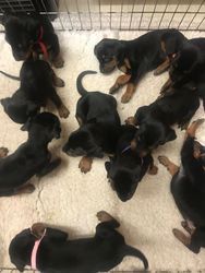Doberman-puppy's - nr. 1