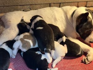 Stamboom Akita Pups - nr. 1