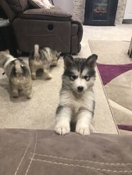 Malamute-puppy's uit Alaska - nr. 1