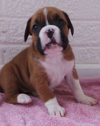 Boxer-puppy's - nr. 1