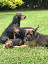 Border Terrier-puppy's. - nr. 1