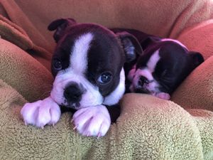 Boston Terrier-puppy's - nr. 1