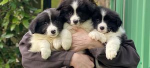 Border Collie-puppy's - nr. 1
