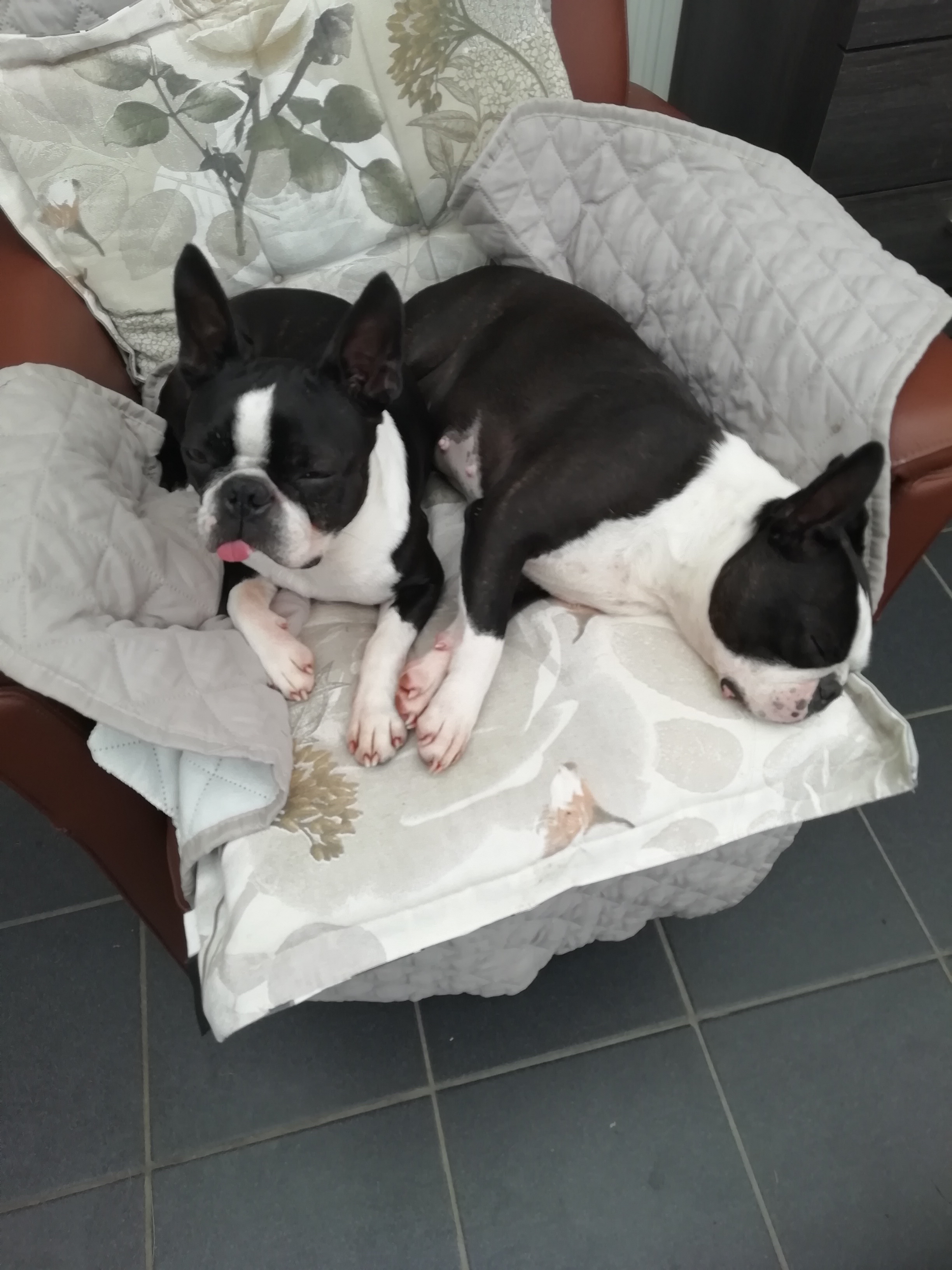 PUPS GRATIS - nr. 1
