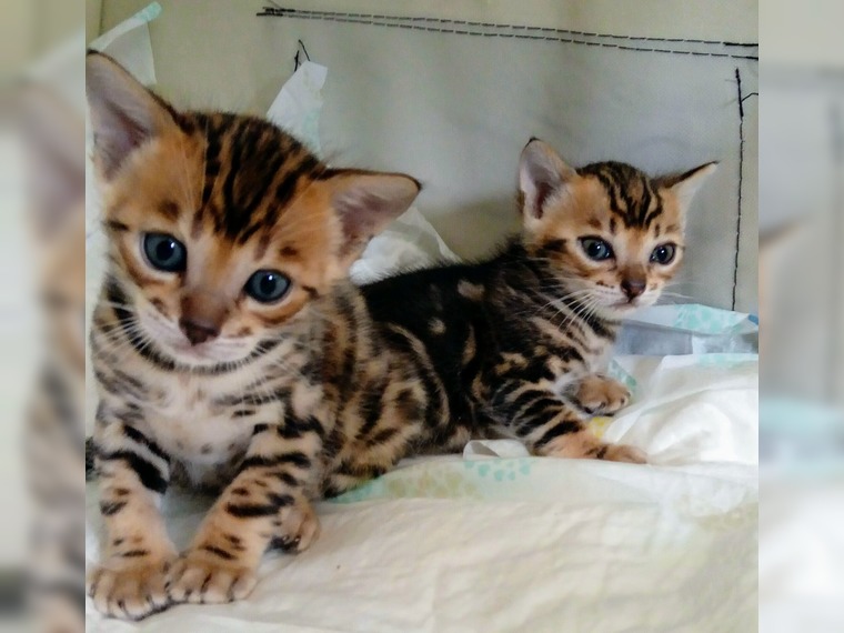 3 schattige Bengaalse kittens nu klaar. - nr. 1