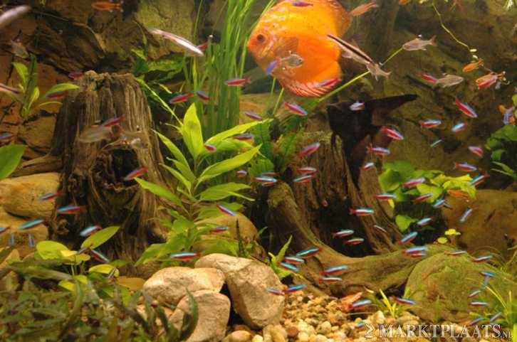 Sier-element voor Aquarium "Root/Stone" 27x41cm - nr. 1