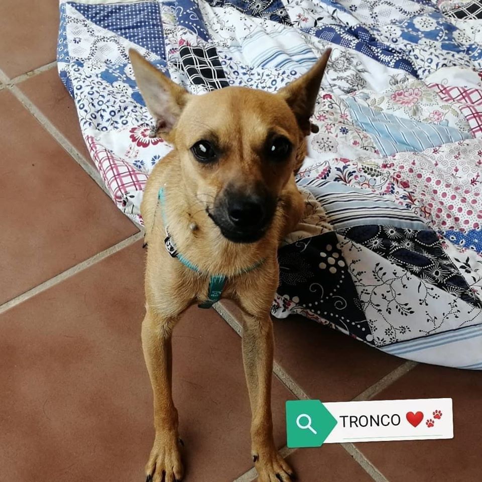 MJM Dogs Foundation: Tronco - Afbeelding 3